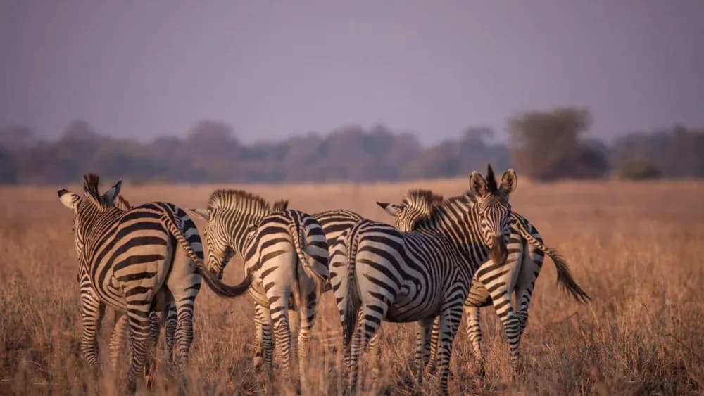 Safari privé dans le parc national d’Etosha