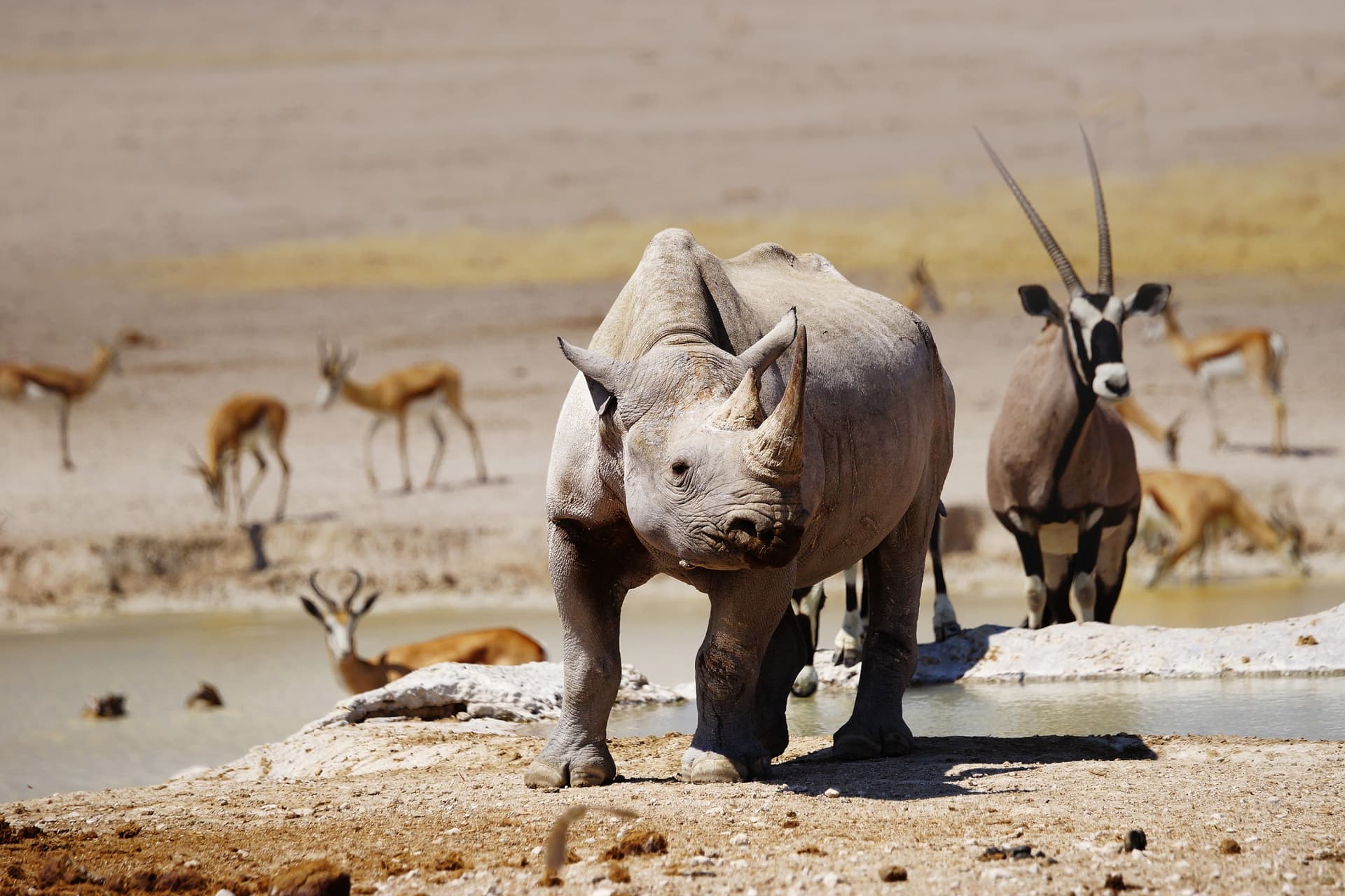 Journée de safaris