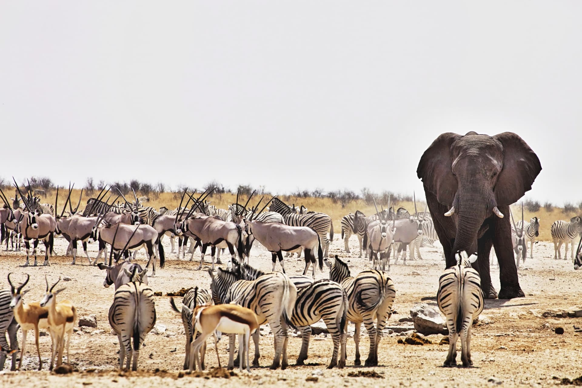 Safari dans la réserve privée d’Onguma