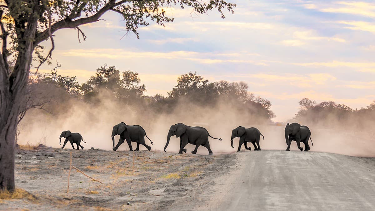 De Kongola au parc national de Chobe