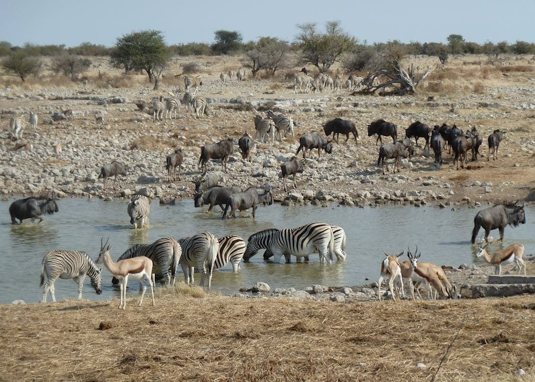 Damaraland Camp - Etosha