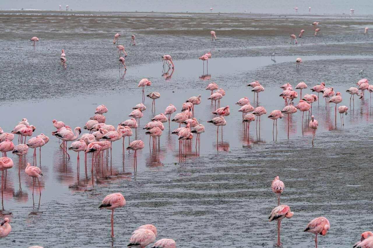 Du désert du Namib à Swakopmund