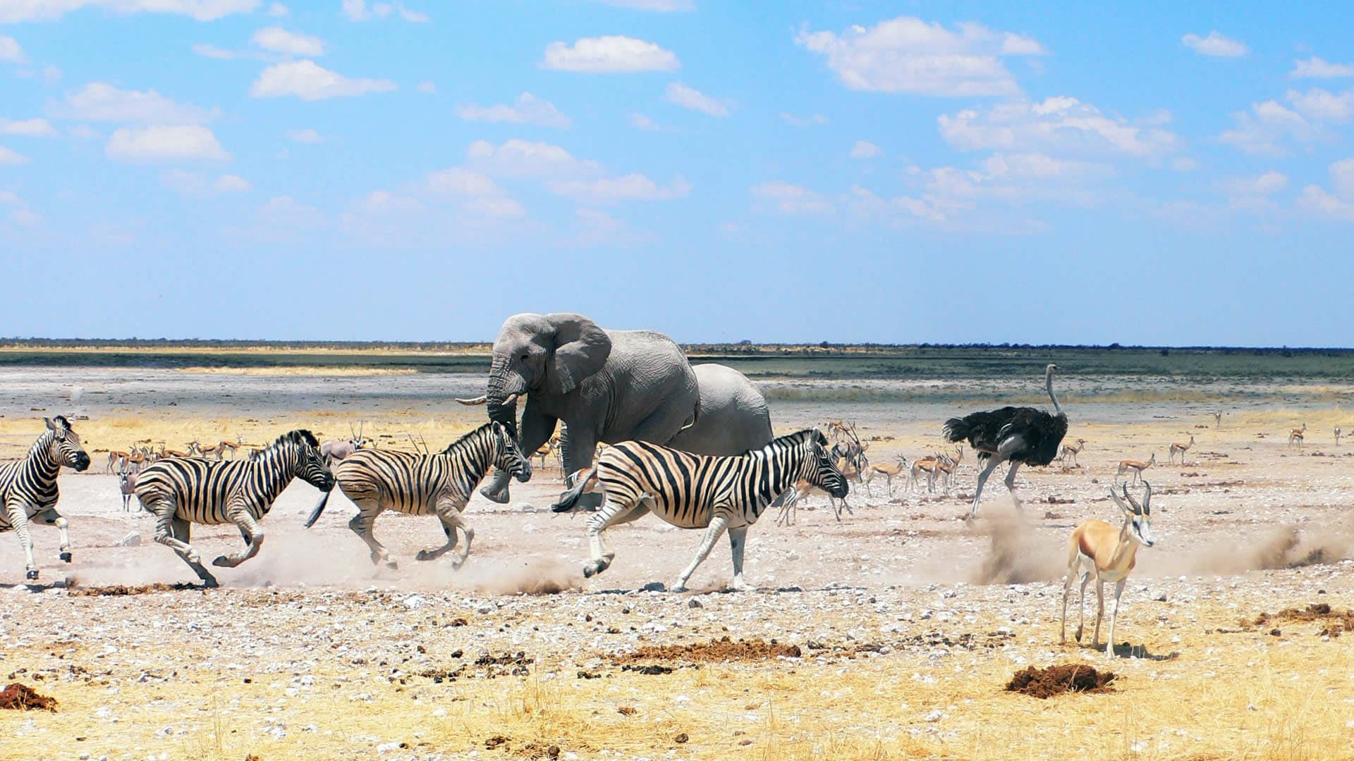 Etosha